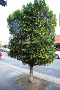 Hello Hello Plants Ficus hillii 'Flash' Topiary Standard Square Advanced in streetscape