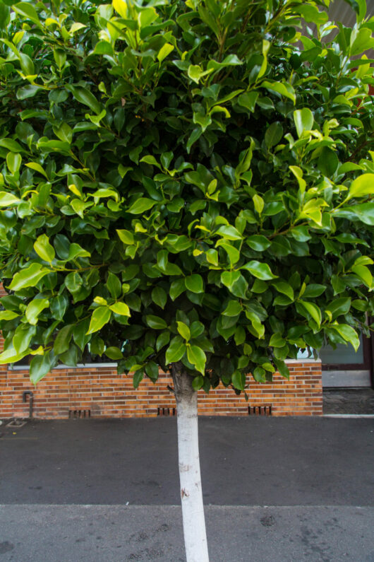 Hello Hello Plants Ficus hillii foliage and trunk standard