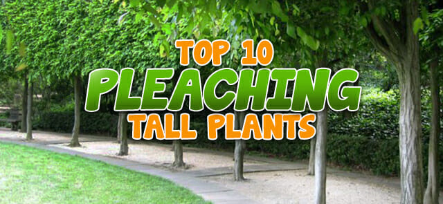 Top 10 Plants for Tall Pleaching