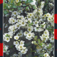 Hello Hello plants nursery melbourne victoria australia Chaenomeles speciosa Nivalis Alba Flowering Quince Front Label