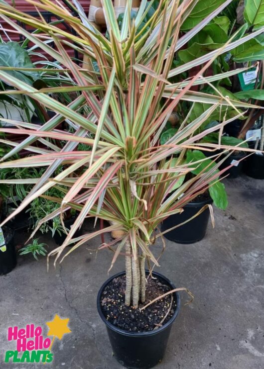 Hello Hello plants nursery melbourne victoria australia Dracaena marginata Tricolour 25cm pot