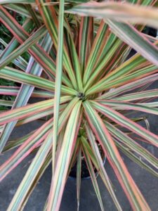 Hello Hello plants nursery melbourne victoria australia Dracaena marginata Tricolour Foliage