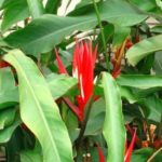 Heliconia-Red-Christmas