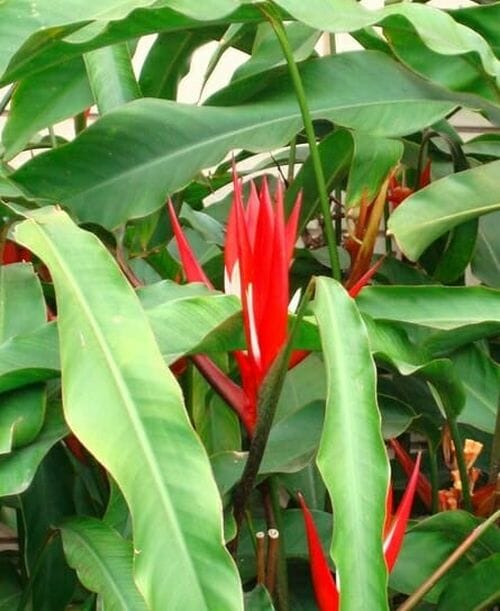Heliconia-Red-Christmas