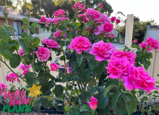Rose 'Perfume Delight'