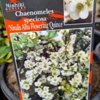 Chaenomeles 'White Flowering Quince'