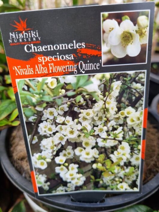 Chaenomeles 'White Flowering Quince' 8" Pot