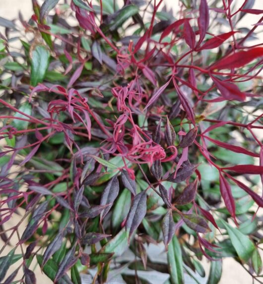 Nandina 'Colourscape' 8" Pot