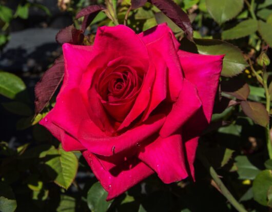 Rose 'Mr Lincoln'