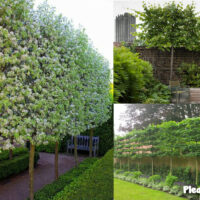 Manchurian Pear pleaching
