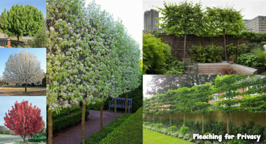 Manchurian Pear pleaching