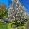 Ornamental pear tree collage