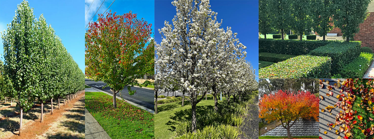 Ornamental Pear Tree Shapes