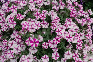 Petunia Supertunia Love Dovie multicoloured flowers white and pink crossed stars garden bed cottage garden