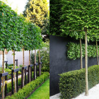 Prunus 'Cherry Laurel'