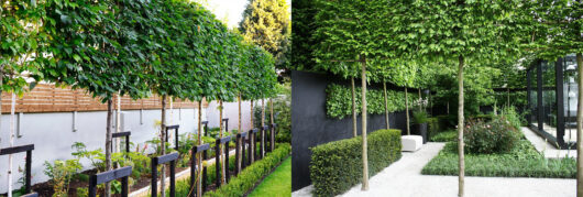 Prunus 'Cherry Laurel'