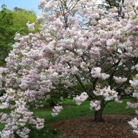 A Carpinus 'Upright European Hornbeam' (Field Dug Medium) with numerous pink blossoms stands in a grassy area with mulch around its base, set against a backdrop of green foliage.