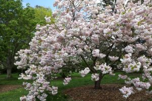 A Carpinus 'Upright European Hornbeam' (Field Dug Medium) with numerous pink blossoms stands in a grassy area with mulch around its base, set against a backdrop of green foliage.