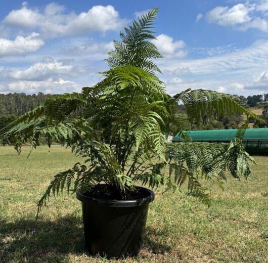 Hello Hello plants nursery melbourne victoria australia dicksonia antartica soft tree fern man fern 16INCH POT