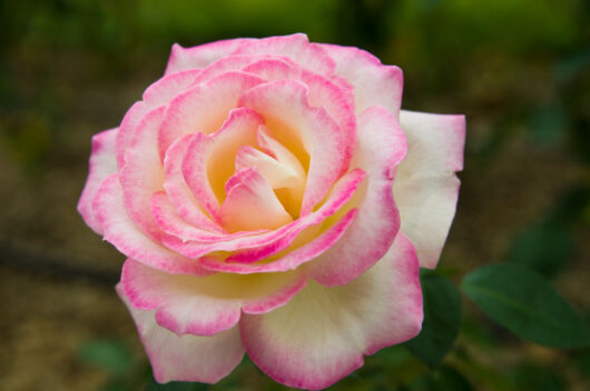 pink edge cream rose princess de monaco rose fragrant