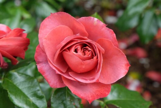 Rose 'Hot Chocolate' Bush Form (Eco Grade)