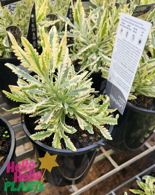 Lavandula 'Meerlo' Lavender 6" Pot with care label, displayed on a metal shelf at a plant nursery.