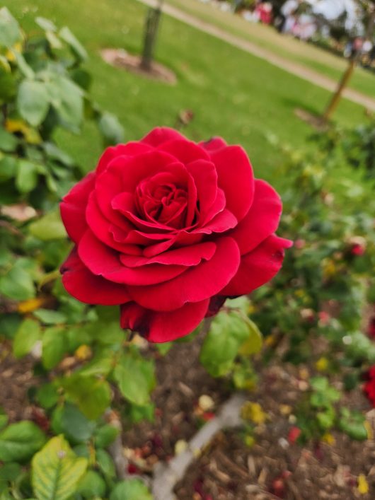 big red rose growing on a rose bush in the state rose garden victoria australia rosa hybrid tea Camp David