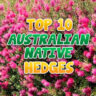 Blog Post Top 10 Australian Native Hedges copy