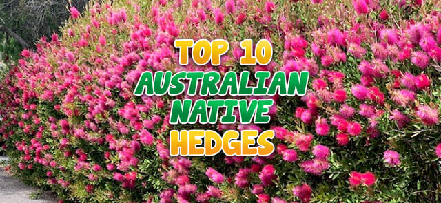 Blog Post Top 10 Australian Native Hedges copy