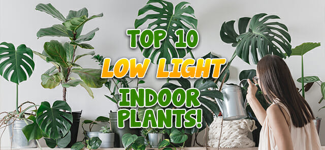 Top 10 Low Light Indoor Plants