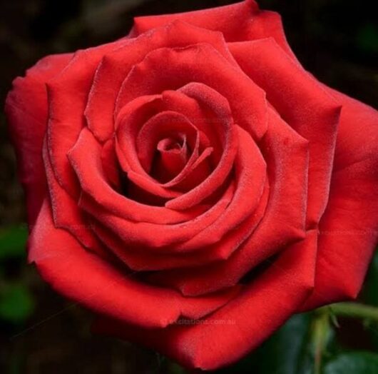 Rose 'Dallas' Bush Form