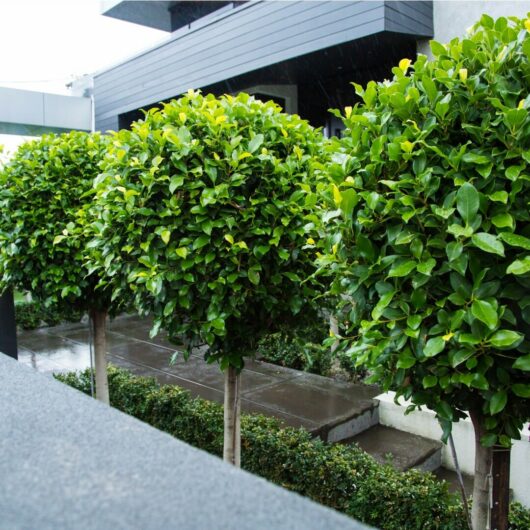 Hello Hello Plants Campbellfield Melbourne Victoria Ficus microcarpa hillii 'Hill's Weeping Fig' Topiary Standards