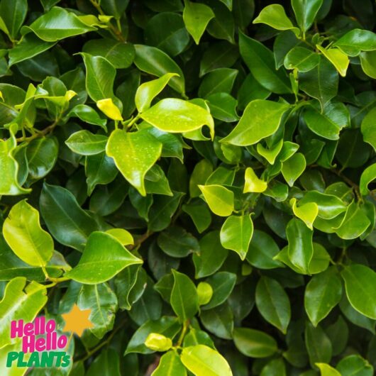 Hello Hello Plants Nursery Campbellfield Melbourne Victoria Australia Ficus microcarpa hillii 'Hill's Weeping Fig' foliage