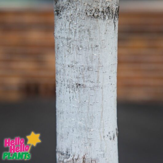 Ficus hillii 'Hill's Weeping Fig' (Standard) 230L