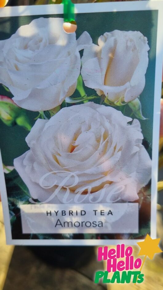 Rose 'Amorosa' 2ft Standard (Bare Rooted)