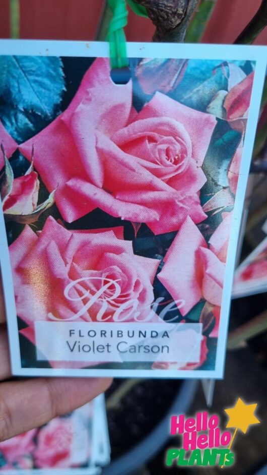 Rose 'Violet Carson' Bush Form Growers Flash Sale!