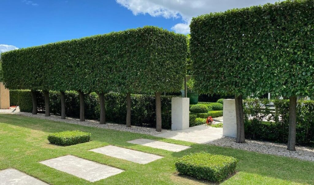 Hello Hello Plants Nursery Campbellfield Melbourne Victoria Australia Andrew Stark Landscape Design Ornamental Pear trees pleached hedge banner