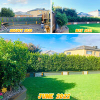 Ficus Hedge growth speed