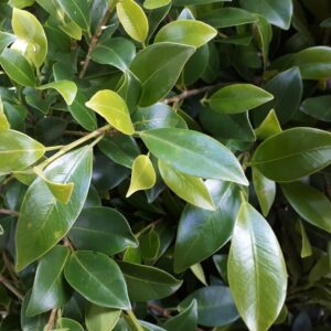 Hello Hello Plants Nursery Campbellfield Melbourne Victoria Australia Ficus hillii koh foliage