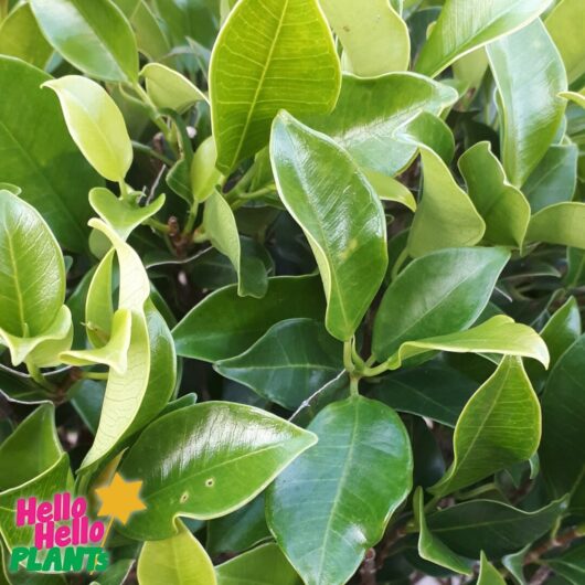 Hello Hello Plants Nursery Campbellfield Melbourne Victoria Australia Ficus microcarpa hillii 'Emerald' foliage