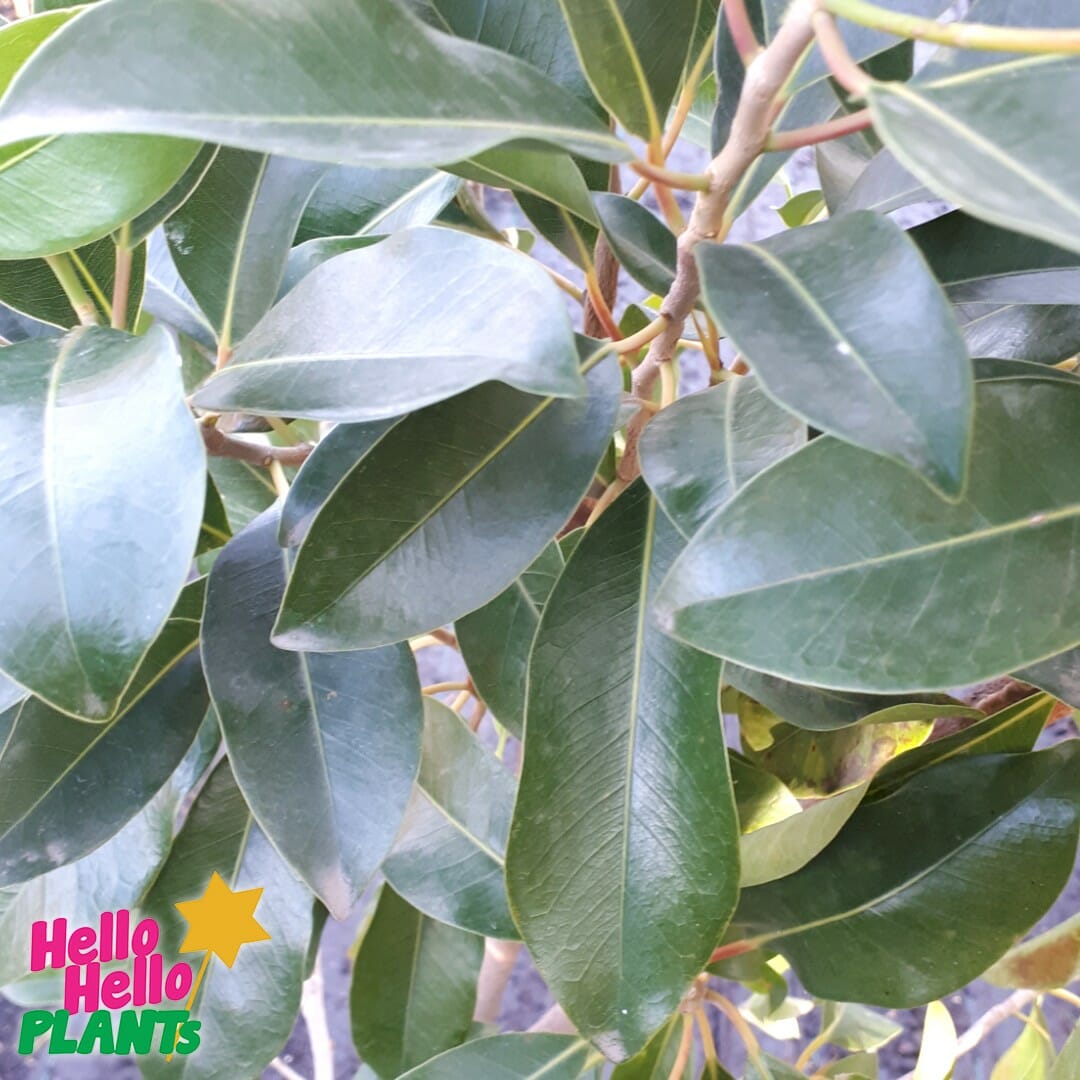 Hello Hello Plants Nursery Campbellfield Melbourne Victoria Australia Ficus obliqua 'Figaro' foliage