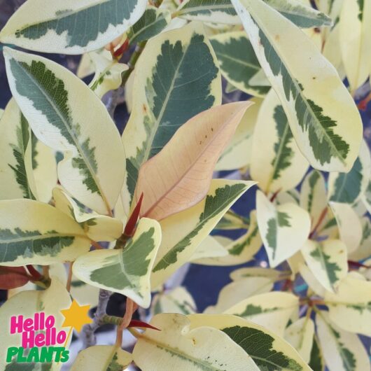 Hello Hello Plants Nursery Campbellfield Melbourne Victoria Australia Ficus obliqua variegated 'White Lightning' foliage