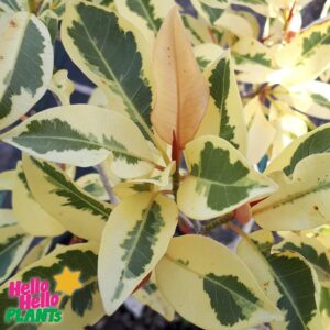 Hello Hello Plants Nursery Campbellfield Melbourne Victoria Australia Ficus obliqua variegated 'White Lightning' foliage