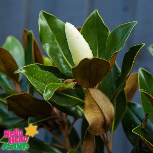 Hello Hello Plants Nursery Campbellfield Melbourne Victoria Australia Magnolia grandiflora Little Gem flower unopened logo