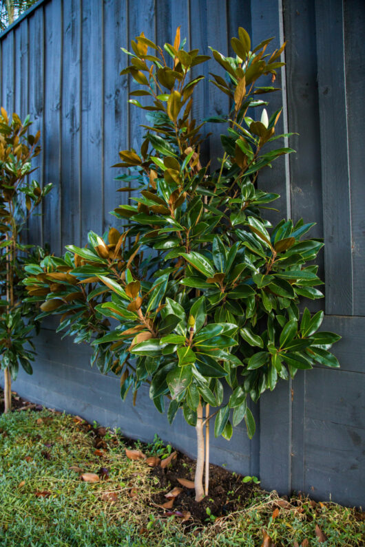 Hello Hello Plants Nursery Campbellfield Melbourne Victoria Australia Magnolia grandiflora _Little Gem_ against blue fence