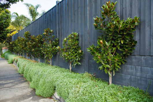 Hello Hello Plants Nursery Campbellfield Melbourne Victoria Australia Magnolia grandiflora _Little Gem_ and Cerastium _Snow in Summer_ groundcover long blue fence(5)