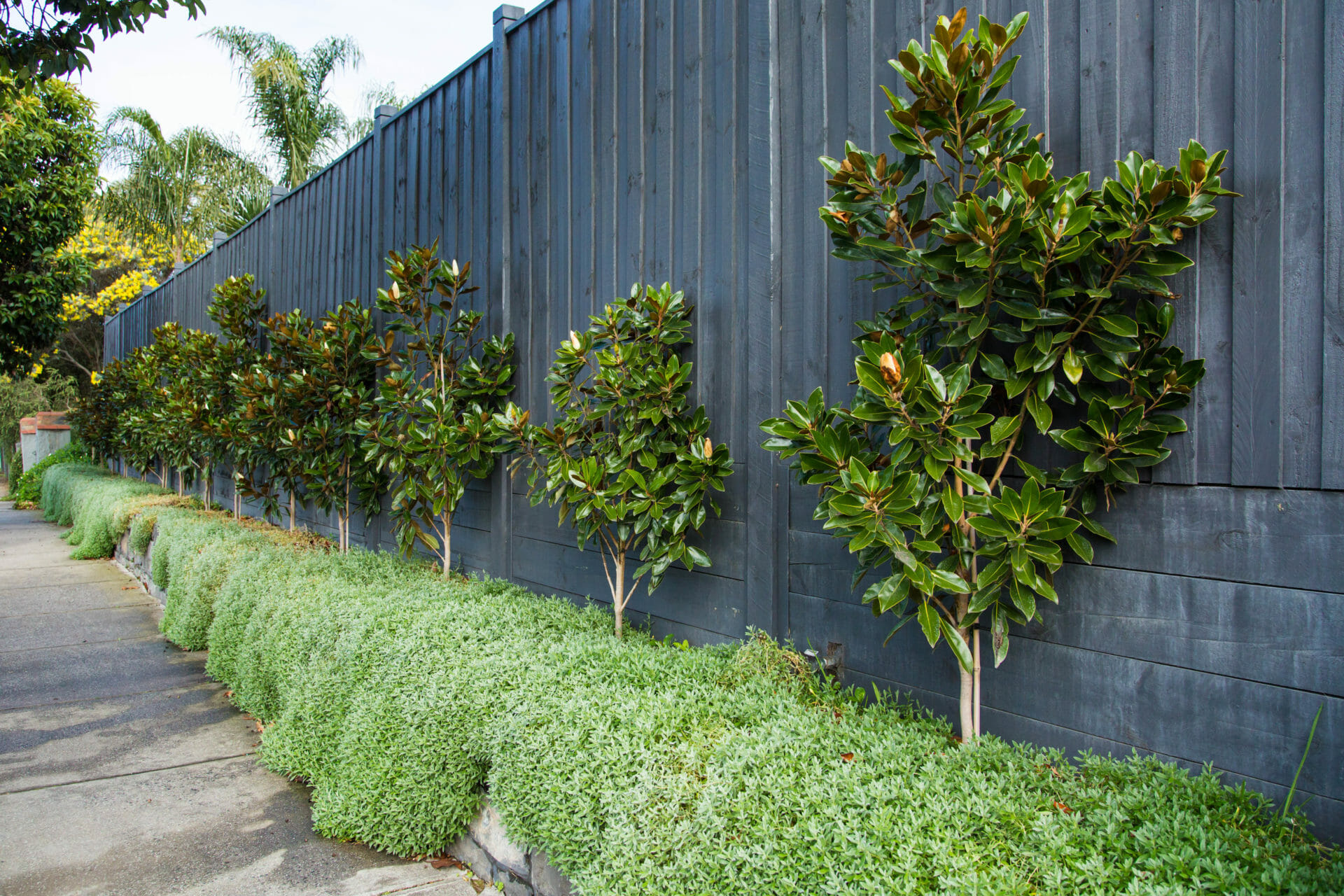 Hello Hello Plants Nursery Campbellfield Melbourne Victoria Australia Magnolia grandiflora _Little Gem_ and Cerastium _Snow in Summer_ groundcover long blue fence(5)