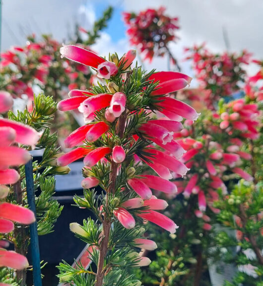 Erica Ruby Pearl Flowers