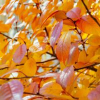 Hello Hello Plants Nursery Campbellfield Melbourne Victoria Australia Prunus Cherry Leaves in autumn