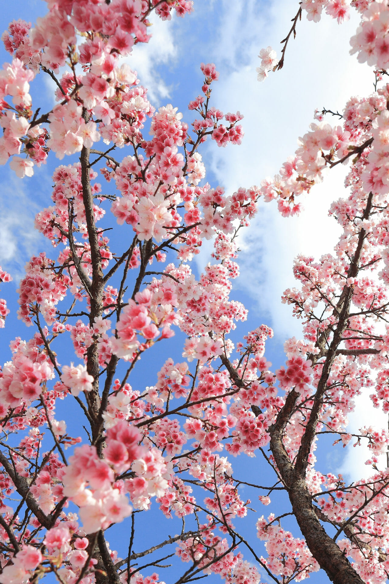Branch Cherry Blossoms Balcony Background Hanami Stock Photo